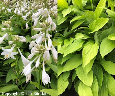 Hosta sieboldii 'Weihenstephan' raitakuunlilja